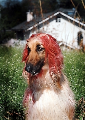 포토 JPG 주간 동물 척추동물 한마리 육지동물 건축물 건축 반려견 포유류 주택 초원 사람없음 야외 건물 반려동물 풀 개 강아지 필름 대형견 아프간하운드 반려 국내포토 자연요소 식물 1 하운드 파일형식