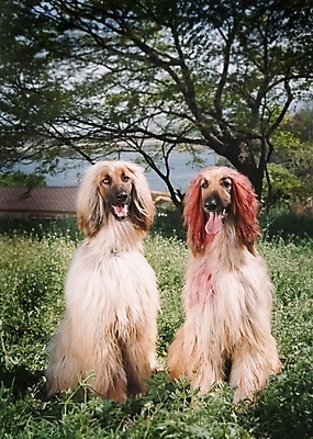 포토 JPG 주간 나무 식물 동물 척추동물 육지동물 반려견 두마리 포유류 초원 사람없음 야외 반려동물 풀 개 강아지 필름 대형견 아프간하운드 반려 국내포토 자연요소 2 하운드 파일형식