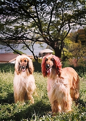 포토 JPG 주간 나무 식물 동물 척추동물 육지동물 반려견 두마리 포유류 초원 사람없음 야외 반려동물 풀 개 강아지 필름 대형견 아프간하운드 반려 국내포토 자연요소 2 하운드 파일형식