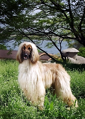 포토 JPG 주간 나무 식물 동물 척추동물 한마리 육지동물 반려견 포유류 초원 사람없음 야외 반려동물 풀 개 강아지 필름 대형견 아프간하운드 반려 국내포토 자연요소 1 하운드 파일형식