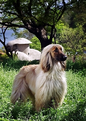 포토 JPG 주간 나무 식물 동물 척추동물 한마리 육지동물 반려견 포유류 초원 사람없음 야외 반려동물 풀 개 강아지 필름 대형견 아프간하운드 반려 국내포토 자연요소 1 하운드 파일형식