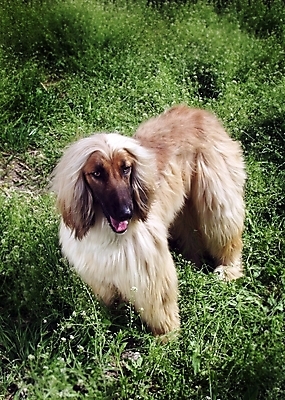 포토 JPG 주간 식물 동물 척추동물 한마리 육지동물 반려견 포유류 초원 사람없음 야외 반려동물 풀 개 강아지 필름 대형견 아프간하운드 반려 국내포토 자연요소 1 하운드 파일형식