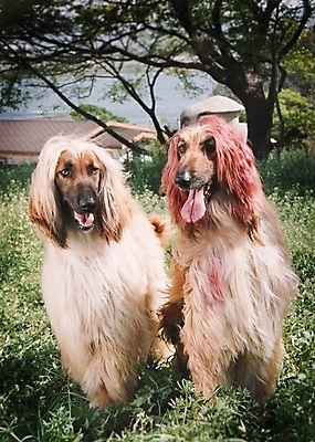 포토 JPG 주간 나무 동물 척추동물 육지동물 건축물 건축 반려견 포유류 주택 사람없음 야외 건물 반려동물 풀 개 강아지 필름 대형견 아프간하운드 반려 국내포토 자연요소 식물 하운드 파일형식