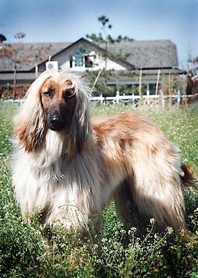 포토 JPG 주간 식물 동물 척추동물 한마리 육지동물 건축물 건축 반려견 포유류 주택 초원 사람없음 야외 건물 반려동물 풀 개 강아지 필름 대형견 아프간하운드 반려 국내포토 자연요소 1 하운드 파일형식