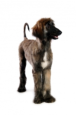 포토 JPG 스튜디오촬영 동물 척추동물 한마리 육지동물 반려견 포유류 사람없음 반려동물 개 강아지 대형견 아프간하운드 반려 국내포토 1 실내 하운드 파일형식