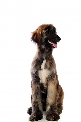 포토 JPG 스튜디오촬영 동물 척추동물 한마리 육지동물 반려견 포유류 사람없음 반려동물 개 강아지 대형견 아프간하운드 반려 국내포토 1 실내 하운드 파일형식