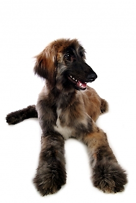 포토 JPG 스튜디오촬영 동물 척추동물 한마리 육지동물 반려견 포유류 사람없음 반려동물 개 강아지 대형견 아프간하운드 반려 국내포토 1 실내 하운드 파일형식