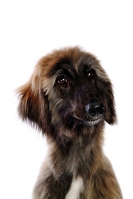 포토 JPG 스튜디오촬영 동물 척추동물 한마리 육지동물 반려견 포유류 사람없음 반려동물 개 강아지 대형견 아프간하운드 반려 국내포토 1 실내 하운드 파일형식