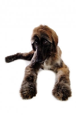 포토 JPG 스튜디오촬영 동물 척추동물 한마리 육지동물 반려견 포유류 사람없음 반려동물 개 강아지 대형견 아프간하운드 반려 국내포토 1 실내 하운드 파일형식