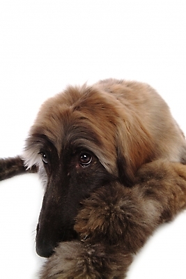 포토 JPG 스튜디오촬영 동물 척추동물 한마리 육지동물 반려견 포유류 사람없음 반려동물 개 강아지 대형견 아프간하운드 반려 국내포토 1 실내 하운드 파일형식