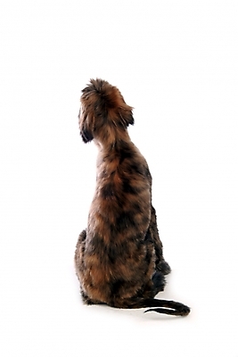 포토 JPG 스튜디오촬영 동물 척추동물 한마리 육지동물 반려견 포유류 사람없음 반려동물 개 강아지 대형견 아프간하운드 반려 국내포토 1 실내 하운드 파일형식