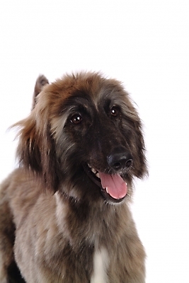 포토 JPG 스튜디오촬영 동물 척추동물 한마리 육지동물 반려견 포유류 사람없음 반려동물 개 강아지 대형견 아프간하운드 반려 국내포토 1 실내 하운드 파일형식