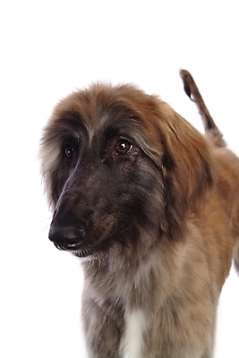 포토 JPG 스튜디오촬영 동물 척추동물 한마리 육지동물 반려견 포유류 사람없음 반려동물 개 강아지 대형견 아프간하운드 반려 국내포토 1 실내 하운드 파일형식