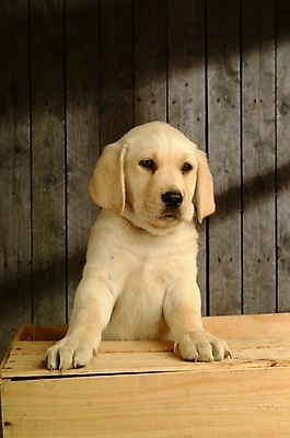 포토 JPG 동물 척추동물 한마리 육지동물 반려견 포유류 실내 사람없음 반려동물 개 강아지 래브라도리트리버 반려 국내포토 1 내부 리트리버 파일형식