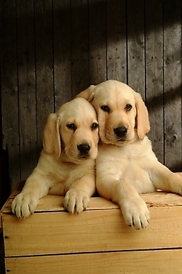 포토 JPG 동물 척추동물 육지동물 반려견 두마리 포유류 실내 사람없음 반려동물 개 강아지 래브라도리트리버 반려 국내포토 2 내부 리트리버 파일형식