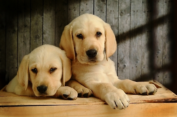 포토 JPG 동물 척추동물 육지동물 반려견 두마리 포유류 실내 사람없음 반려동물 개 강아지 래브라도리트리버 반려 국내포토 2 내부 리트리버 파일형식