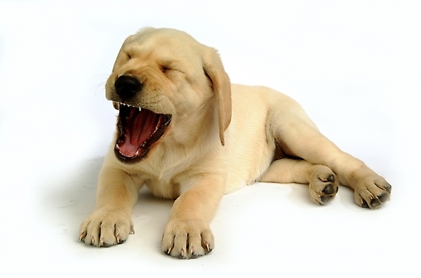 포토 JPG 스튜디오촬영 동물 척추동물 한마리 육지동물 반려견 포유류 사람없음 반려동물 개 강아지 래브라도리트리버 하품 반려 국내포토 1 실내 리트리버 생리현상 파일형식