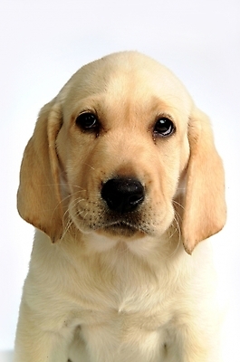 포토 JPG 스튜디오촬영 동물 척추동물 한마리 육지동물 반려견 포유류 사람없음 반려동물 개 강아지 래브라도리트리버 반려 국내포토 1 실내 리트리버 파일형식