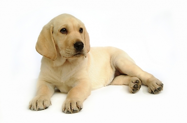 포토 JPG 스튜디오촬영 동물 척추동물 한마리 육지동물 반려견 포유류 사람없음 반려동물 개 강아지 래브라도리트리버 반려 국내포토 1 실내 리트리버 파일형식