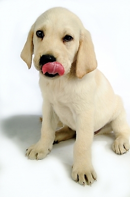 포토 JPG 스튜디오촬영 동물 척추동물 한마리 육지동물 반려견 포유류 사람없음 반려동물 개 강아지 래브라도리트리버 반려 국내포토 1 실내 리트리버 파일형식