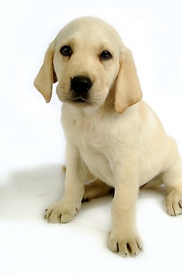 포토 JPG 스튜디오촬영 동물 척추동물 한마리 육지동물 반려견 포유류 사람없음 반려동물 개 강아지 래브라도리트리버 반려 국내포토 1 실내 리트리버 파일형식