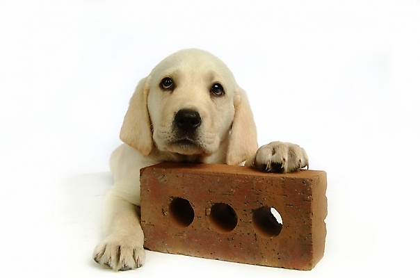 포토 JPG 스튜디오촬영 동물 척추동물 한마리 육지동물 반려견 포유류 벽돌 사람없음 반려동물 개 강아지 래브라도리트리버 반려 국내포토 1 실내 리트리버 파일형식