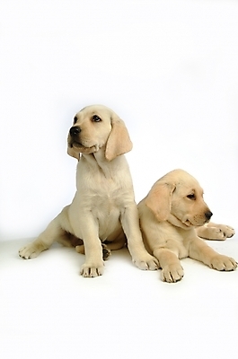 포토 JPG 스튜디오촬영 동물 척추동물 육지동물 반려견 두마리 포유류 사람없음 반려동물 개 강아지 래브라도리트리버 반려 국내포토 2 실내 리트리버 파일형식
