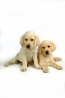 포토 JPG 스튜디오촬영 동물 척추동물 육지동물 반려견 두마리 포유류 사람없음 반려동물 개 강아지 래브라도리트리버 반려 국내포토 2 실내 리트리버 파일형식