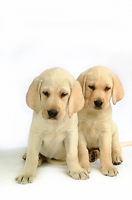 포토 JPG 스튜디오촬영 동물 척추동물 육지동물 반려견 두마리 포유류 사람없음 반려동물 개 강아지 래브라도리트리버 반려 국내포토 2 실내 리트리버 파일형식