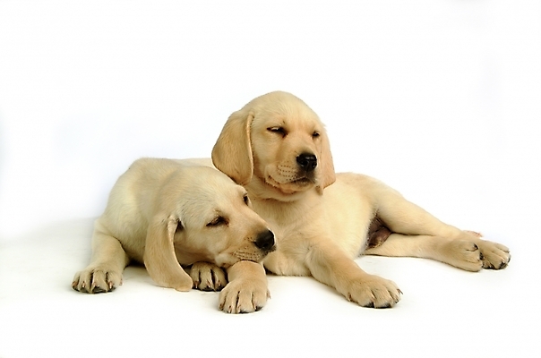 포토 JPG 스튜디오촬영 동물 척추동물 육지동물 반려견 두마리 포유류 사람없음 반려동물 개 강아지 래브라도리트리버 반려 국내포토 2 실내 리트리버 파일형식