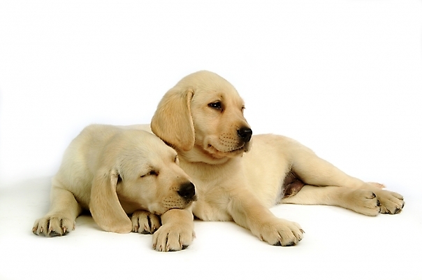 포토 JPG 스튜디오촬영 동물 척추동물 육지동물 반려견 두마리 포유류 사람없음 반려동물 개 강아지 래브라도리트리버 반려 국내포토 2 실내 리트리버 파일형식