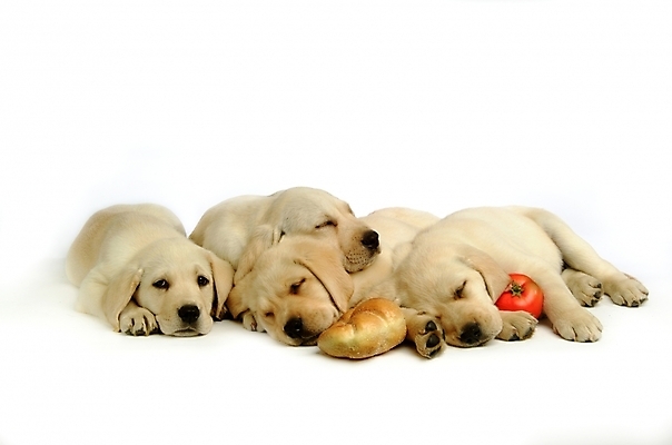 포토 JPG 스튜디오촬영 동물 척추동물 육지동물 반려견 빵 토마토 채소 여러마리 포유류 사람없음 반려동물 잠 수면 개 강아지 래브라도리트리버 반려 국내포토 음식 다수 실내 물 리트리버 파일형식