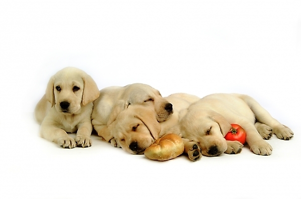 포토 JPG 스튜디오촬영 동물 척추동물 육지동물 반려견 빵 토마토 채소 여러마리 포유류 사람없음 반려동물 잠 수면 개 강아지 래브라도리트리버 반려 국내포토 음식 다수 실내 물 리트리버 파일형식