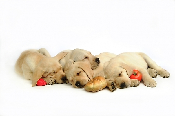 포토 JPG 스튜디오촬영 동물 척추동물 육지동물 반려견 빵 토마토 채소 과일 여러마리 포유류 딸기 사람없음 반려동물 잠 수면 개 강아지 래브라도리트리버 반려 국내포토 음식 다수 실내 물 리트리버 파일형식