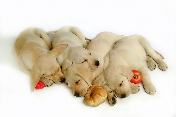 포토 JPG 스튜디오촬영 동물 척추동물 육지동물 반려견 빵 토마토 채소 과일 여러마리 포유류 딸기 사람없음 반려동물 잠 수면 개 강아지 래브라도리트리버 반려 국내포토 음식 다수 실내 물 리트리버 파일형식