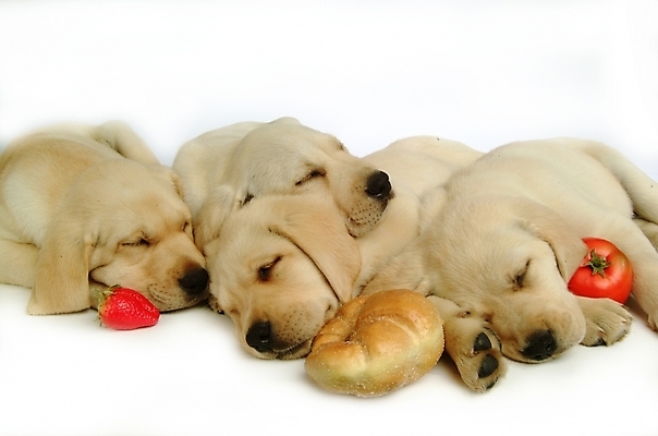 포토 JPG 스튜디오촬영 동물 척추동물 육지동물 반려견 빵 토마토 채소 과일 여러마리 포유류 딸기 사람없음 반려동물 잠 수면 개 강아지 래브라도리트리버 반려 국내포토 음식 다수 실내 물 리트리버 파일형식