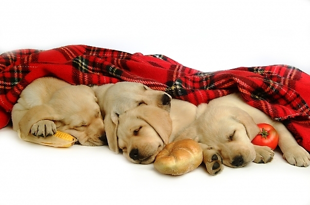 포토 JPG 스튜디오촬영 동물 척추동물 육지동물 반려견 빵 토마토 채소 여러마리 포유류 옥수수 사람없음 반려동물 잠 수면 개 강아지 담요 래브라도리트리버 반려 국내포토 음식 다수 곡류 실내 물 리트리버 파일형식