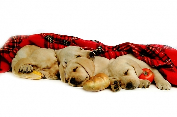 포토 JPG 스튜디오촬영 동물 척추동물 육지동물 반려견 빵 토마토 채소 여러마리 포유류 옥수수 사람없음 반려동물 잠 수면 개 강아지 담요 래브라도리트리버 반려 국내포토 음식 다수 곡류 실내 물 리트리버 파일형식