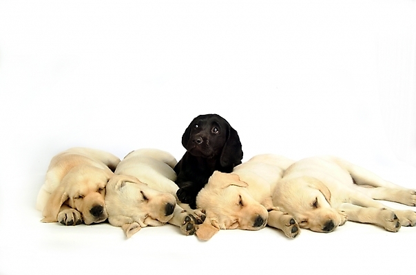 포토 JPG 스튜디오촬영 동물 척추동물 육지동물 반려견 여러마리 포유류 사람없음 반려동물 잠 수면 개 강아지 래브라도리트리버 반려 국내포토 다수 실내 물 리트리버 파일형식