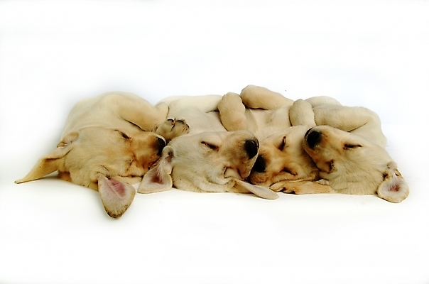 포토 JPG 스튜디오촬영 동물 척추동물 육지동물 반려견 여러마리 포유류 사람없음 반려동물 잠 수면 개 강아지 래브라도리트리버 반려 국내포토 다수 실내 물 리트리버 파일형식