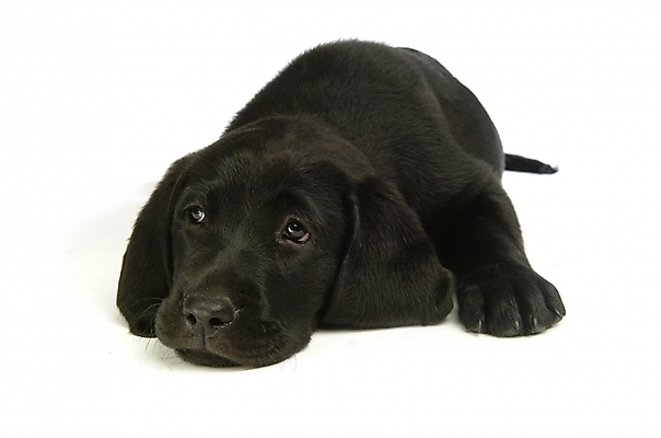 포토 JPG 스튜디오촬영 동물 척추동물 한마리 육지동물 반려견 포유류 사람없음 반려동물 개 강아지 래브라도리트리버 반려 국내포토 1 실내 리트리버 파일형식