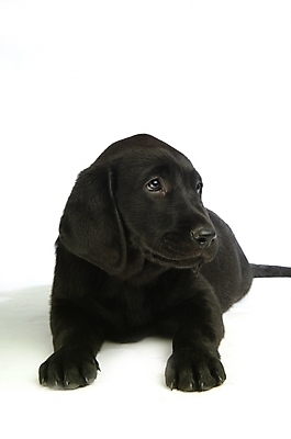 포토 JPG 스튜디오촬영 동물 척추동물 한마리 육지동물 반려견 포유류 사람없음 반려동물 개 강아지 래브라도리트리버 반려 국내포토 1 실내 리트리버 파일형식
