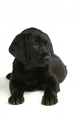 포토 JPG 스튜디오촬영 동물 척추동물 한마리 육지동물 반려견 포유류 사람없음 반려동물 개 강아지 래브라도리트리버 반려 국내포토 1 실내 리트리버 파일형식