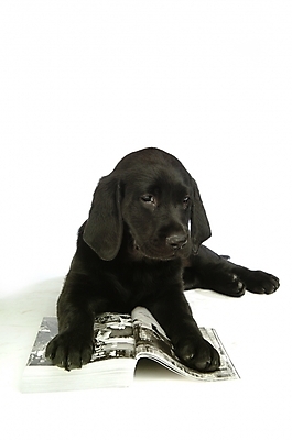 포토 JPG 스튜디오촬영 동물 척추동물 한마리 육지동물 반려견 포유류 사람없음 책 반려동물 개 강아지 래브라도리트리버 반려 국내포토 1 실내 리트리버 파일형식