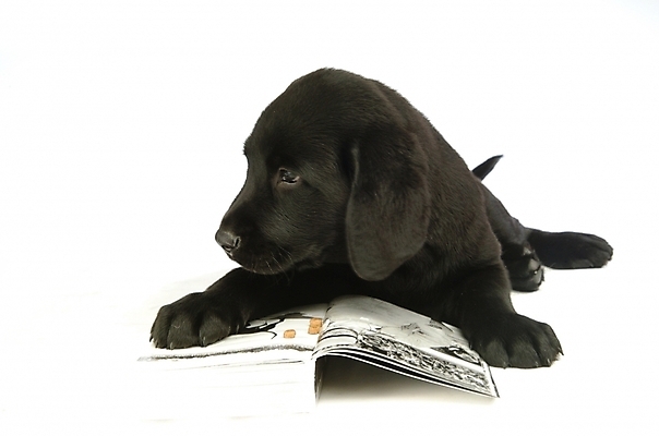 포토 JPG 스튜디오촬영 동물 척추동물 한마리 육지동물 반려견 포유류 사람없음 책 반려동물 개 강아지 래브라도리트리버 반려 국내포토 1 실내 리트리버 파일형식