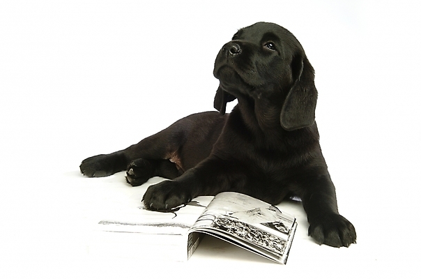 포토 JPG 스튜디오촬영 동물 척추동물 한마리 육지동물 반려견 포유류 사람없음 책 반려동물 개 강아지 래브라도리트리버 반려 국내포토 1 실내 리트리버 파일형식