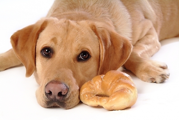 포토 JPG 스튜디오촬영 동물 척추동물 한마리 육지동물 반려견 빵 스포츠용품 포유류 사람없음 반려동물 개 강아지 래브라도리트리버 제빵 반려 국내포토 1 음식 스포츠 실내 제과제빵 리트리버 오브젝트 파일형식