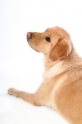 포토 JPG 스튜디오촬영 동물 척추동물 한마리 육지동물 반려견 포유류 사람없음 반려동물 개 강아지 래브라도리트리버 반려 국내포토 1 실내 리트리버 파일형식