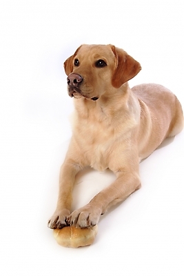 포토 JPG 스튜디오촬영 동물 척추동물 한마리 육지동물 반려견 빵 포유류 사람없음 반려동물 개 강아지 래브라도리트리버 제빵 반려 국내포토 1 음식 실내 제과제빵 리트리버 파일형식