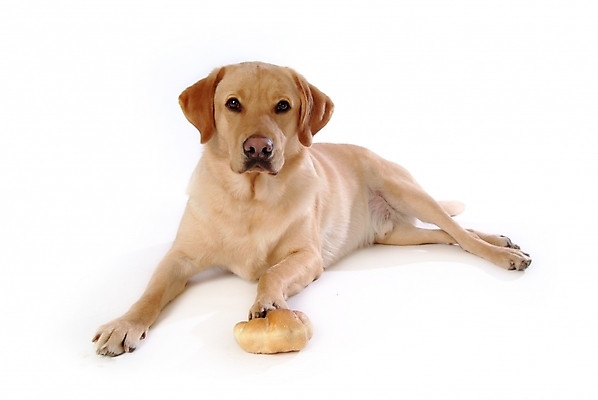 포토 JPG 스튜디오촬영 동물 척추동물 한마리 육지동물 반려견 빵 포유류 사람없음 반려동물 개 강아지 래브라도리트리버 제빵 반려 국내포토 1 음식 실내 제과제빵 리트리버 파일형식